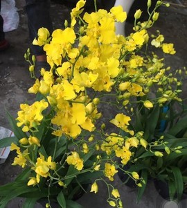 กล้วยไม้สด/Oncidium gower ramsey 'yellow' บริสุทธิ์ '/oncidesa