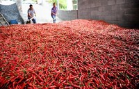 PIMENT SÉCHÉ - Piment sec vietnamien/piment séché/