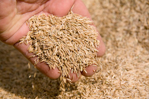 2021 Grains de seigle séchés de qualité supérieure certifiés HACCP 5% cassés - Product Image 3