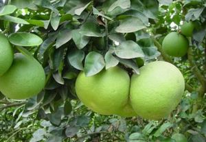 Rodajas de Cáscara de Pomelo Deshidratada - Product Image 3