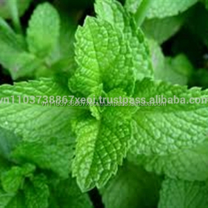 Meilleur prix Menthe - Product Image 4