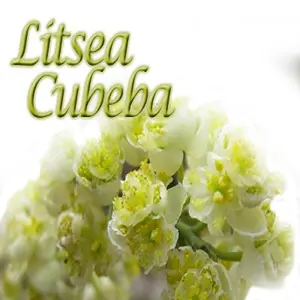 Eccellente Qualità di Litsea Cubeba Olio Essenziale