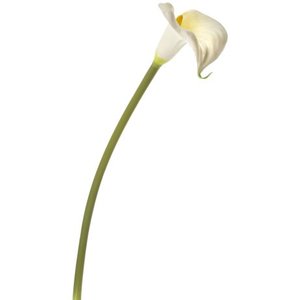 100% Pure & Natural Lily Attar Oil Soft Lily Aroma Ideal for Ceremonies Home Fragrance & Beauty - Product Image 2