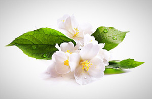 Aceite de Jazmín 100% Puro y Natural y Aceite de Árbol de Té, Aromaterapia Líquida Destilada al Vapor, Antiarrugas, 30 ml, Precio Bajo - Product Image 3