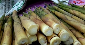 BROTE DE BAMBÚ FRESCO - Product Image 5