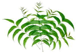 POUDRE DE NEEM - Product Image 3