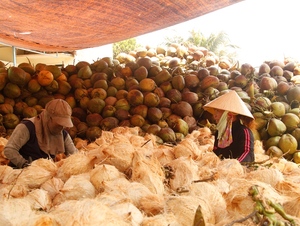 PRIX BON MARCHÉ POUDRE DE NOIX DE COCO EN QUANTITÉ EN VRAC - Product Image 5