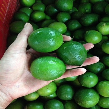 84 Viet Limon De Puerto Rico - Seedless Lemons from Vietnam