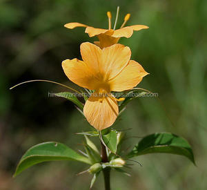 Extrato de prionite barleria (vajradanti) - Product Image 1