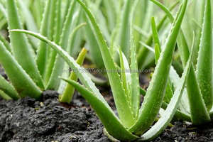 Extrait d'aloès aloevera poudre produits pour l'exportation fabriqué au Vietnam - Product Image 5