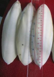 Os de seiche entier frais emballé en vrac pour oiseaux et reptiles Excellent prix! Contacter Lily - Product Image 3