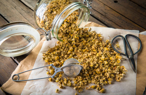 FLEUR DE MARGUERITE SÉCHÉE/FLEUR DE CHRYSANTHEMUM - Product Image 2