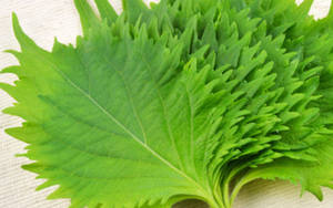 Perillar de Vietnam con Calidad Especial para Vacaciones - Product Image 2