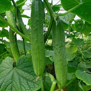 แตงกวาดองฝาน - Product Image 4