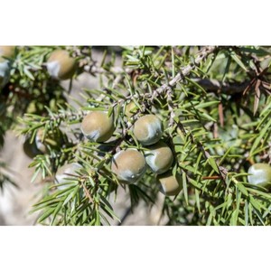 100% Pure Cade Aceite esencial Juniperus Oxycedrus Aceite de alquitrán de madera para cabello y piel Proveedor a granel con etiqueta privada en India - Product Image 4