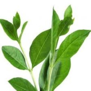 Aceite orgánico de perfume Henna Attar Aceite esencial natural Fragancia sin alcohol de larga duración Exportador de hierbas Janvi - Product Image 3