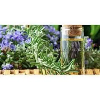 Perfume Rosemary at Good Price for Rosemary Oil Export