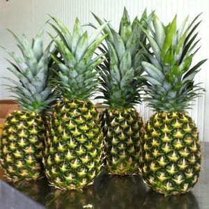 Deliziosi ananas giallo fresco dell'esportatore Premium dai commerci all'ingrosso dell'Africa tropicale - Product Image 1