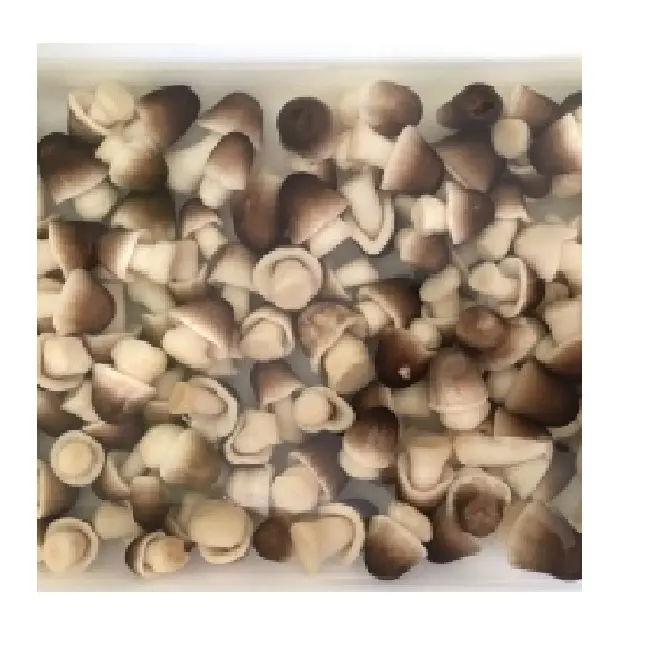 Natural salted straw mushrooms 2023