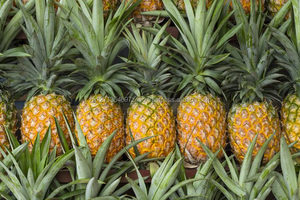Piña Fresca 2021 10-12cm 10kg - Product Image 5