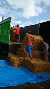 Fibre de coco/fibre de coco de haute qualité Matériau de noix de coco écologique pour le béton et la filature Technique tissée Motif brut - Product Image 3