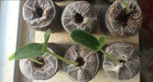 Offre Spéciale!!! Noix de Coco-prix compétitif et haute qualité pour l'exportation 2022 - Product Image 3