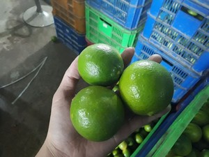 Lima sin tuercas de vietnam - Product Image 4