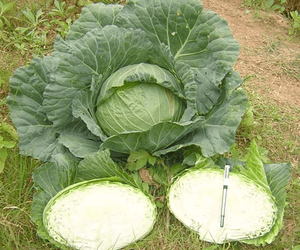 กะหล่ำปลีราคาที่แข่งขันได้!!! กะหล่ำปลีสีเขียวสดเวียดนามกะหล่ำปลีเวียดนาม - Product Image 1