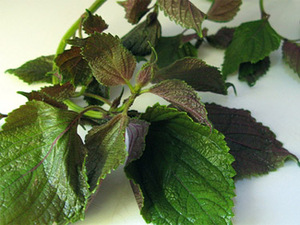Perilla Fresca de Vietnam en Oferta, Producto Especial de Alta Calidad a Precio Económico - Product Image 4