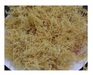 สาหร่าย Eucheuma cottonii/spinosum ราคาดี - Product Image 4