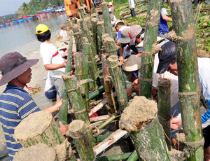 Mejor precio 2024 postes de bambú de Vietnam - Product Image 5