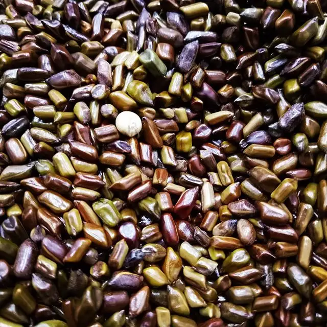 Melhor Qualidade Pure Natural Cassia Tora Seeds Ervas médico sortex produto orgânico limpo na embalagem do cliente