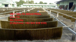 บะหมี่กึ่งสำเร็จรูปจากเวียดนามบะหมี่มะรุมออร์แกนิก - Product Image 5