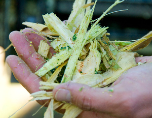 Ensilaje de piña de Vietnam-Ensilaje de piña para alimentación de ganado-Ensilaje de residuos de piña - Product Image 2