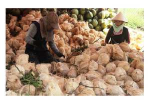 มะพร้าวแห้งขายส่งจากเวียดนาม - Product Image 3