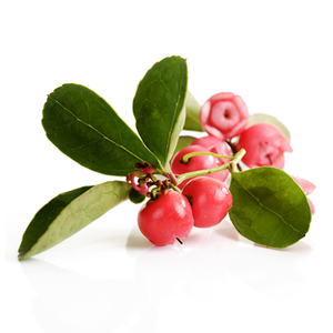 Ensemble d'huiles essentielles pures Wintergreen du fabricant népalais, certifié GMP, distillées à la vapeur, solubles dans l'eau, parfum d'arbre à thé - Product Image 5
