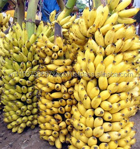 WHOLESALE FRESH <b>BANANA</b>/ NATURAL CLEAR <b>BANANA</b> - Product Image 2