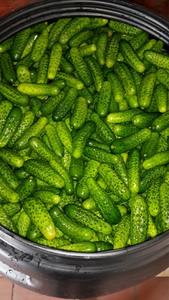 Erructo en tambor/bebé pepino encurtido/pequeño/gran tamaño pepino - Product Image 3