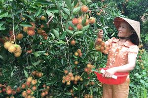 ผลไม้เงาะสดอร่อยสุดๆ/ดีที่สุดสำหรับผู้นำเข้า - Product Image 3