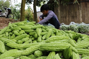 Poudre de melon amer entier séché du Vietnam, très vendue pour les boissons, WhatsApp HOLIDAY - Product Image 5