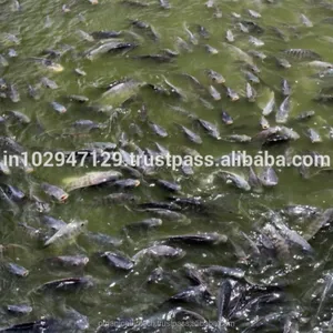 Natural Fish Farming Probiotic fish feed extruder