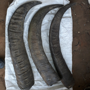 เขาควายแท้คุณภาพสูงจากผู้ผลิตอินเดีย แกะสลักแบบโบราณสไตล์ไวกิ้ง เป็นของตกแต่งและเครื่องดื่มที่เป็นมิตรต่อสิ่งแวดล้อม - Product Image 4