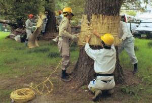 PROTECCIÓN DE TRONCO DE ÁRBOL CONTRA EL FRÍO - Product Image 5