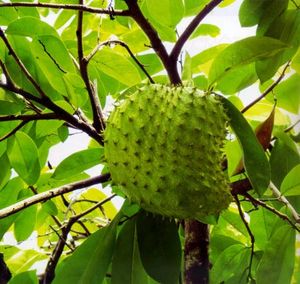 GRAVIOLA sursop, fruta fresca, hisopo, fruta de Vietnam - Product Image 4