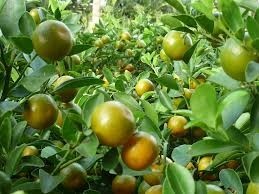 100% PURE NATURAL KUMQUAT POWDER | NO ADDED SUGAR DEHYDRATED FRUIT POWDER FOR FOOD & BEVERAGE - Product Image 6