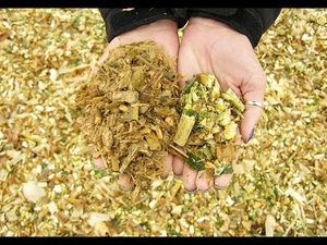 Ensilage de maïs-ensilage de maïs origine vietnam 2022 - Product Image 3