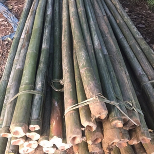 ไม้ไผ่คุณภาพสูงสำหรับผู้ขายส่งเวียดนาม - Product Image 2