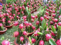 Biologisch Vietnam Drakenfruit Vers Geteeld En Gecultiveerd
