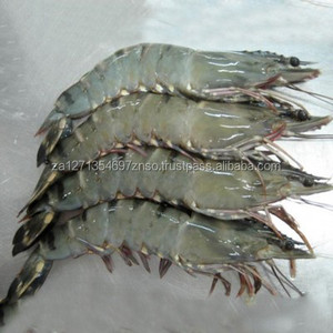 Camarones Blancos Vannamei Congelados de Alta Calidad, Procesados con IQF, Envasados al Vacío, Sin Piel, Disponibles - Product Image 1