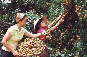 2021 Crop-Dried Longan Snack a granel conservado con agua natural Envasado al vacío de sabor dulce - Product Image 2